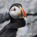 puffin_atlantic_msi_h_2689_can2075.jpg